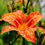 flower-1146824_640