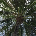 palm-tree-833728_640